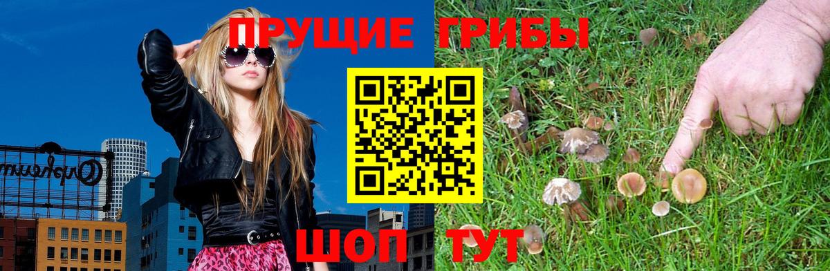 Псилоцибиновые грибы Cubensis Горно-Алтайск
